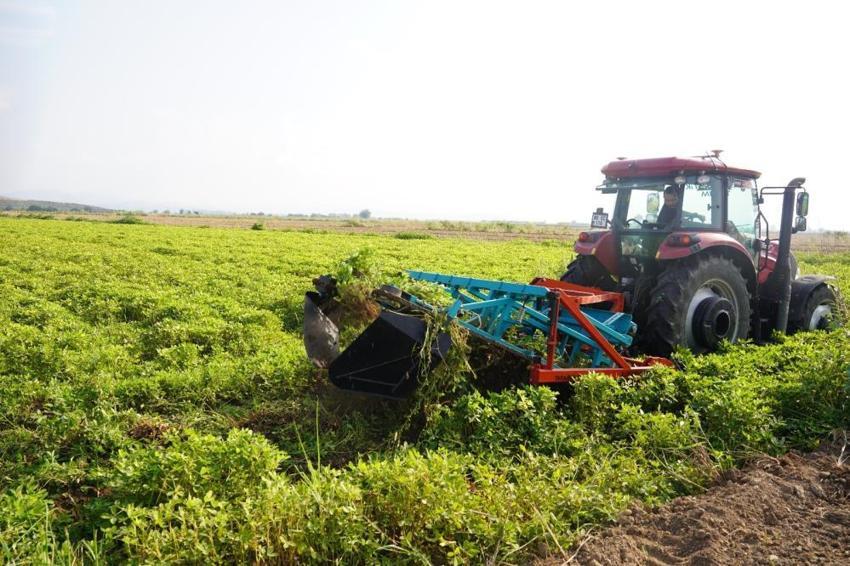 Osmaniye'de hasat başladı! Rekolte arttı: 3 bin 500 aile geçimini bu üründen sağlıyor