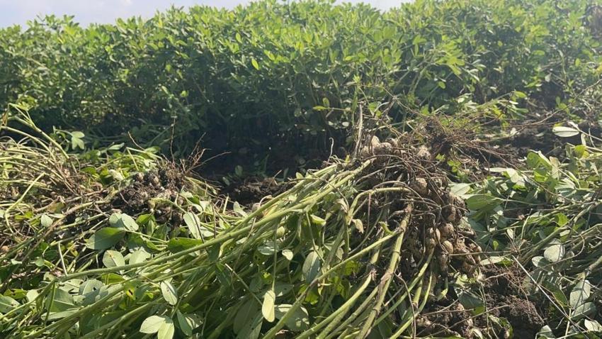 Osmaniye'de hasat başladı! Rekolte arttı: 3 bin 500 aile geçimini bu üründen sağlıyor