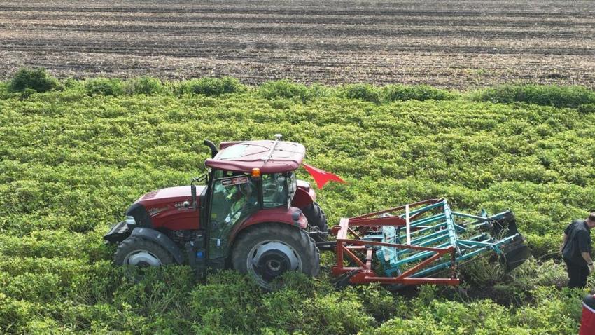Osmaniye'de hasat başladı! Rekolte arttı: 3 bin 500 aile geçimini bu üründen sağlıyor