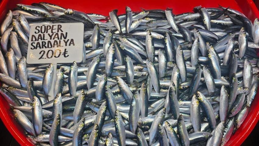 Marmara Denizi'nde balık bereketi sıcak havalara takıldı: Sezon açıldı, fiyatlar fırladı