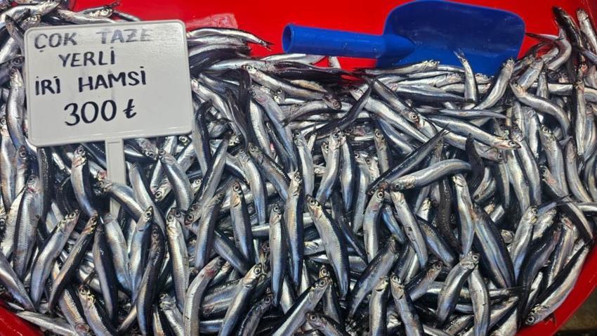 Marmara Denizi'nde balık bereketi sıcak havalara takıldı: Sezon açıldı, fiyatlar fırladı