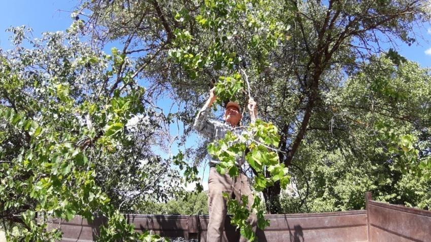 Bolu'da kış kapıya dayanınca tarlaya indiler: Hasat başladı