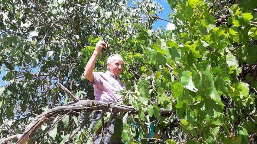 Bolu'da kış kapıya dayanınca tarlaya indiler: Hasat başladı