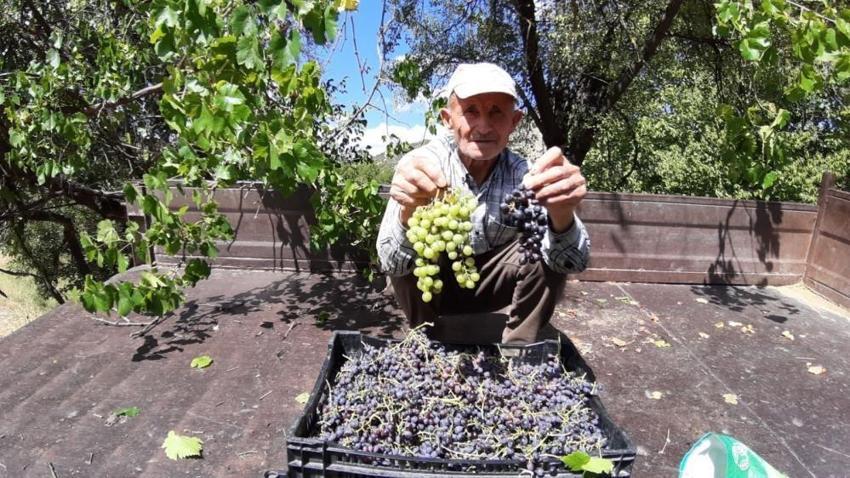 Bolu'da kış kapıya dayanınca tarlaya indiler: Hasat başladı