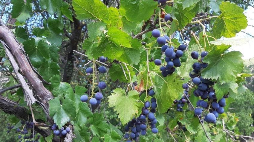 Bolu'da kış kapıya dayanınca tarlaya indiler: Hasat başladı