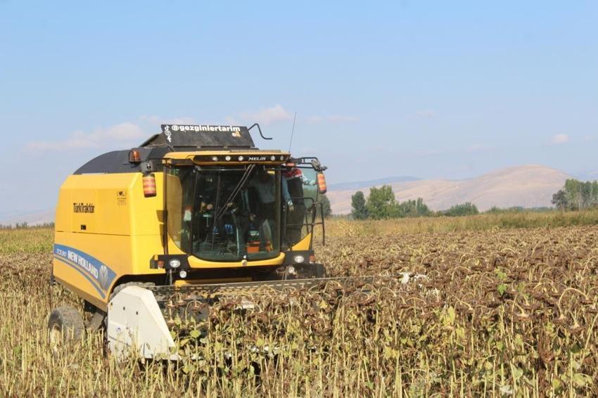 Tokat'ta yılın rekoru! 600 ton bekleniyor