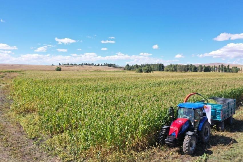 Kars'ta toprağa asit uygulaması: 4 çeşitte yüzde 75 verim artışı sağlandı