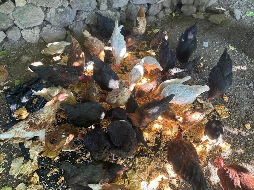 Elazığ iki aydır gizemli bir tehlikeyle karşı karşıya! Mahallelinin gözüne uyku girmiyor: Sırayla nöbet tutmaya başladılar