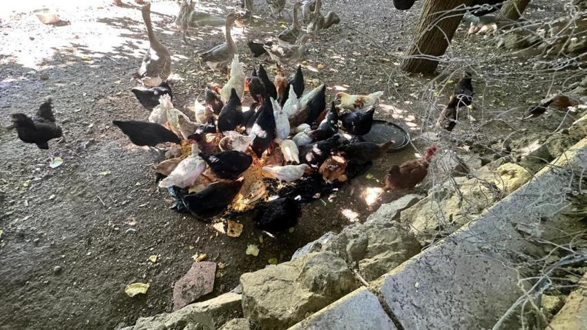 Elazığ iki aydır gizemli bir tehlikeyle karşı karşıya! Mahallelinin gözüne uyku girmiyor: Sırayla nöbet tutmaya başladılar