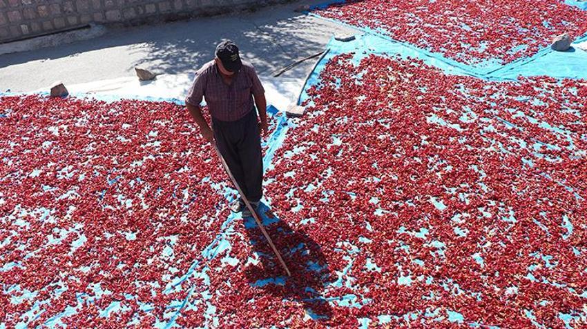 Kayseri'de bir mahallenin geçimi bu üründen sağlanıyor! Hasattan sonra mahallenin damlarına seriliyor