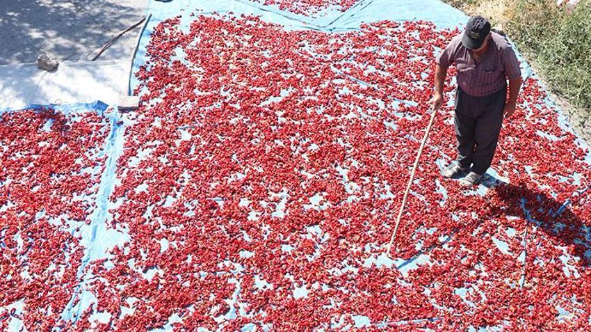 Kayseri'de bir mahallenin geçimi bu üründen sağlanıyor! Hasattan sonra mahallenin damlarına seriliyor