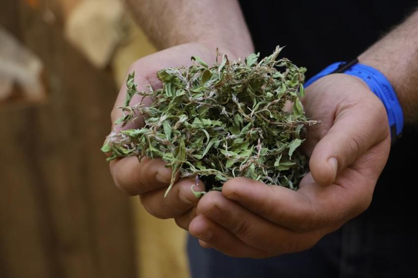 Sivas'ta sofraların vazgeçilmezi! Kurusu servet değerinde: Yurt dışına gönderiyorlar