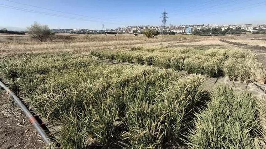Üretimde yeni yöntem yüzde 50 su tasarrufu sağladı! Bursa'da ilk kez denendi