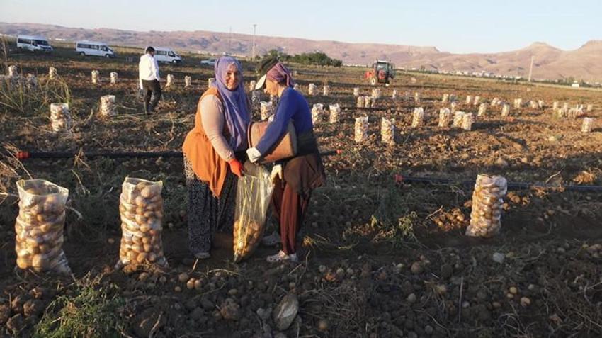 Kayseri'de sabahın ilk ışıklarıyla hasat başladı! Katar, BAE ve Suudi Arabistan bu patateslerin peşinde