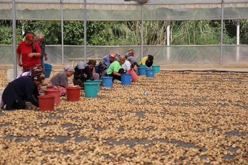 Aydınlı üretici zor durumda! Fiyatı 230 TL'den 200 TL'ye düştü!