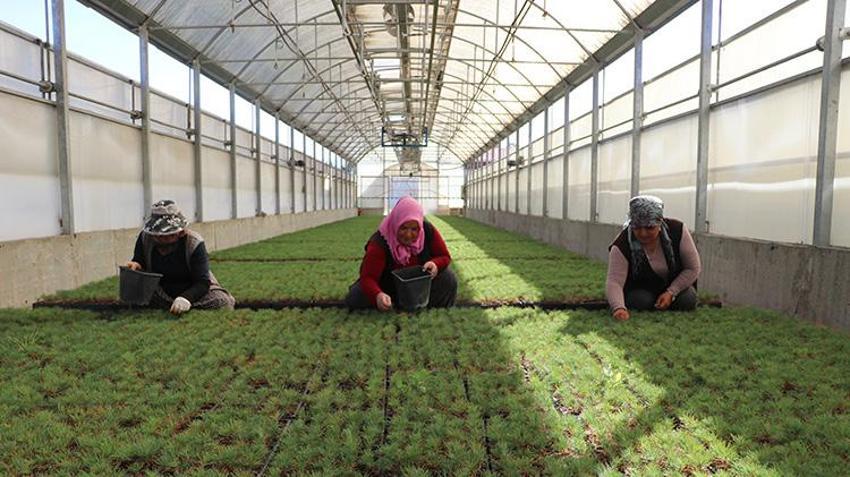 Kayseri'de yetiştirilen fidanlar akciğerlerimize yeniden nefes olacak