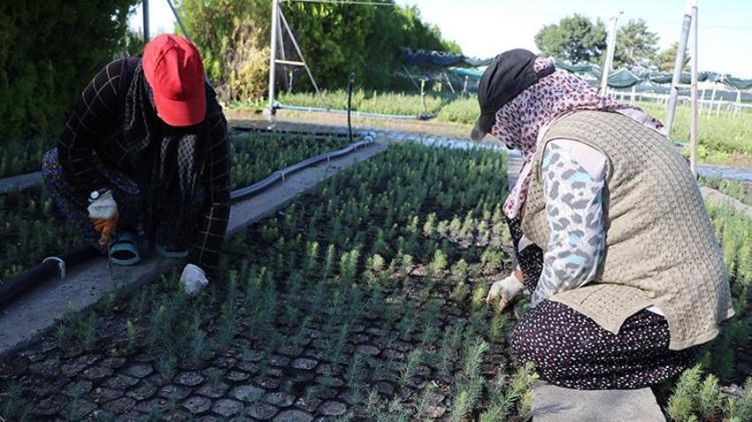 Kayseri'de yetiştirilen fidanlar akciğerlerimize yeniden nefes olacak