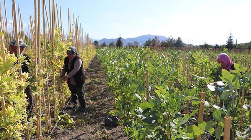Kayseri'de yetiştirilen fidanlar akciğerlerimize yeniden nefes olacak