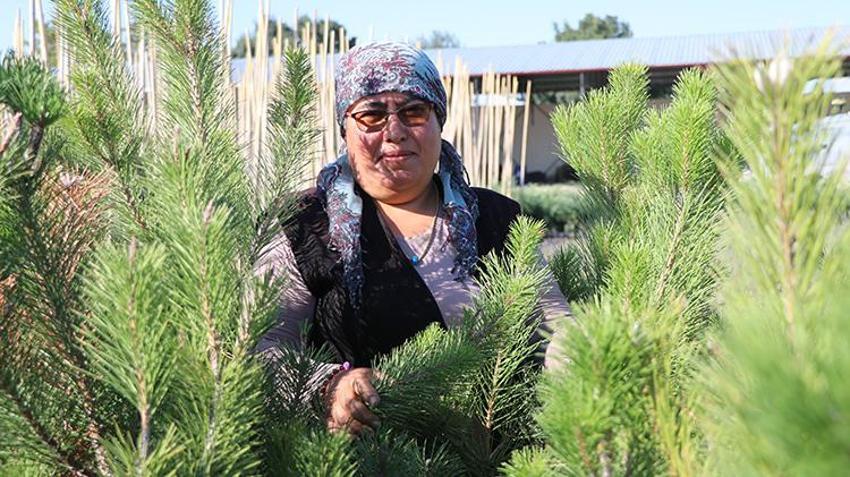 Kayseri'de yetiştirilen fidanlar akciğerlerimize yeniden nefes olacak