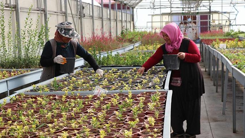 Kayseri'de yetiştirilen fidanlar akciğerlerimize yeniden nefes olacak