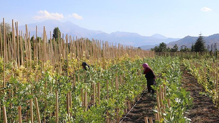 Kayseri'de yetiştirilen fidanlar akciğerlerimize yeniden nefes olacak