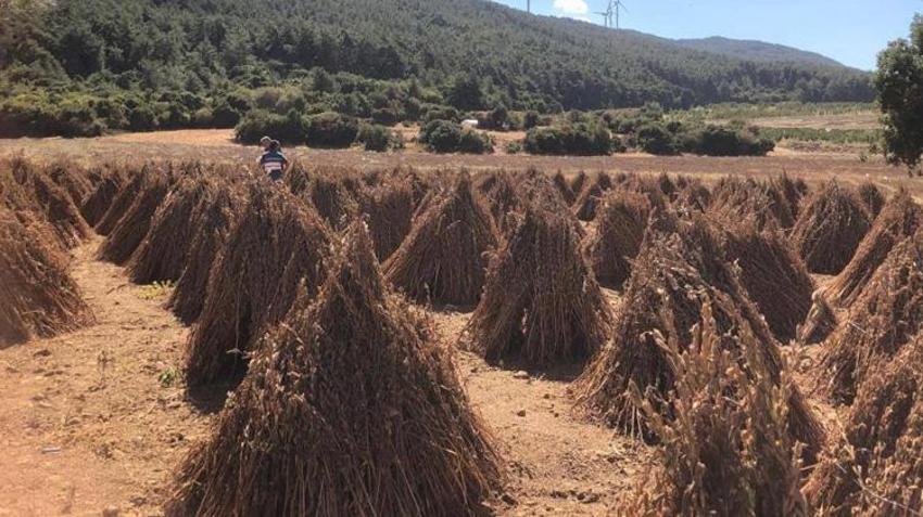 Susam hasadı için geri sayım başladı! 3 bin 200 kilo verim bekleniyor