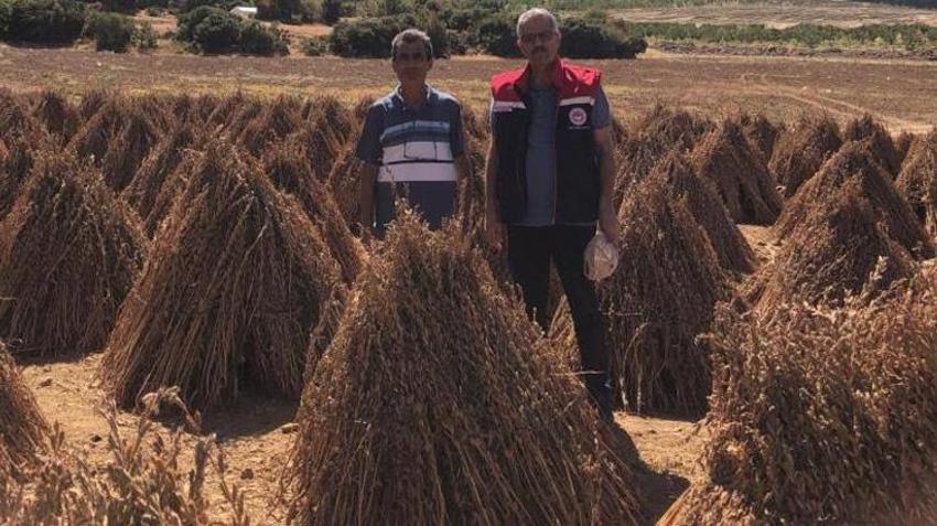 Susam hasadı için geri sayım başladı! 3 bin 200 kilo verim bekleniyor