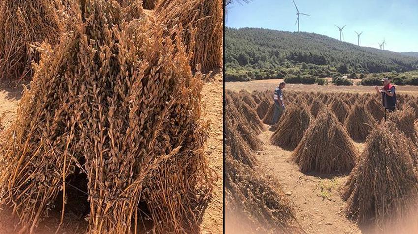 Susam hasadı için geri sayım başladı! 3 bin 200 kilo verim bekleniyor