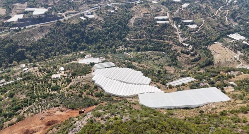 Antalya'da çiftçiler engebeli arazide imkansızı başardılar! Hem iç piyasa hem de yurt dışına gönderiyorlar
