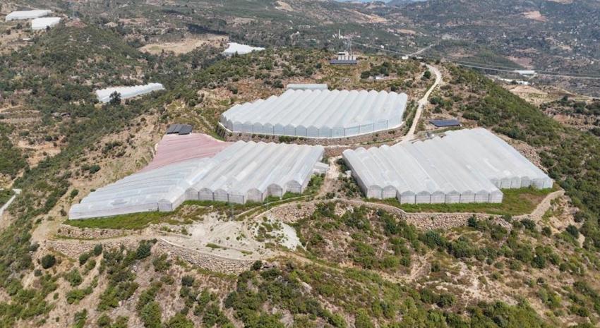 Antalya'da çiftçiler engebeli arazide imkansızı başardılar! Hem iç piyasa hem de yurt dışına gönderiyorlar