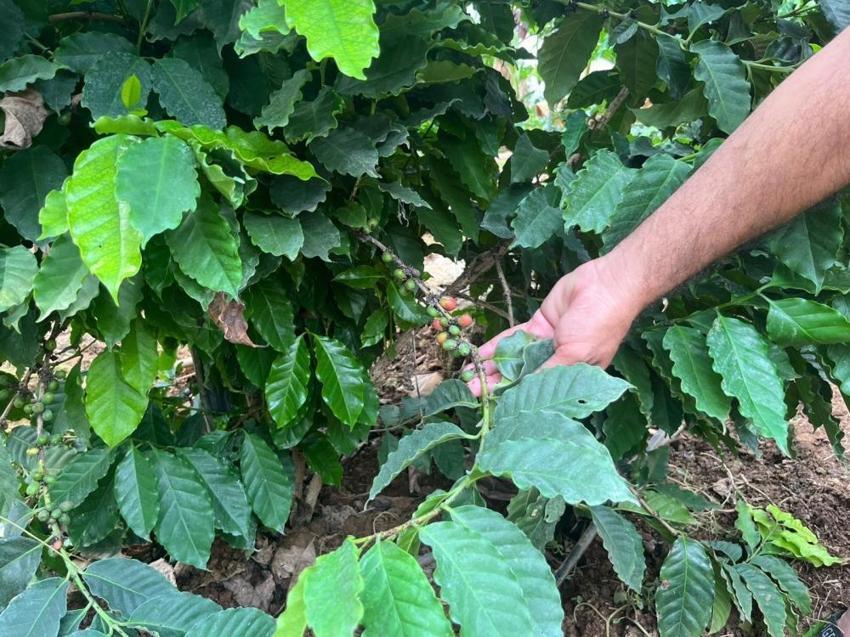 Antalya'da çiftçiler engebeli arazide imkansızı başardılar! Hem iç piyasa hem de yurt dışına gönderiyorlar