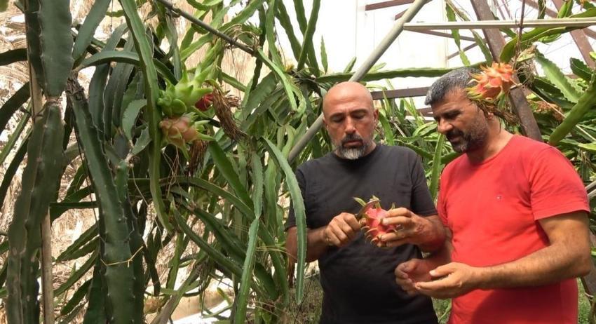 Antalya'da çiftçiler engebeli arazide imkansızı başardılar! Hem iç piyasa hem de yurt dışına gönderiyorlar