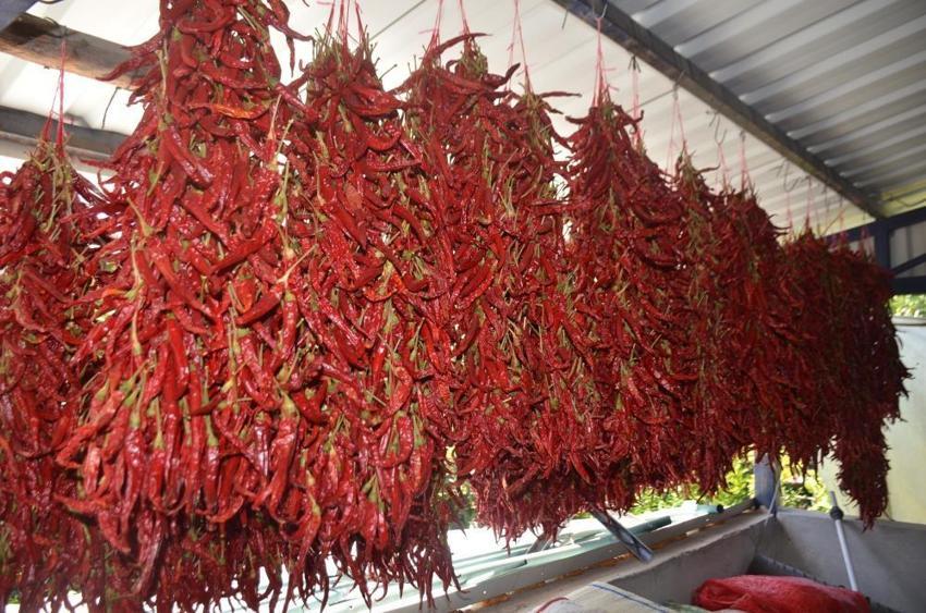 Yunanistan'dan getirdiler, Bilecik'in 'kırmızı altın'ı oldu! Balkonlardan taştı, 81 ile kapış kapış gidiyor