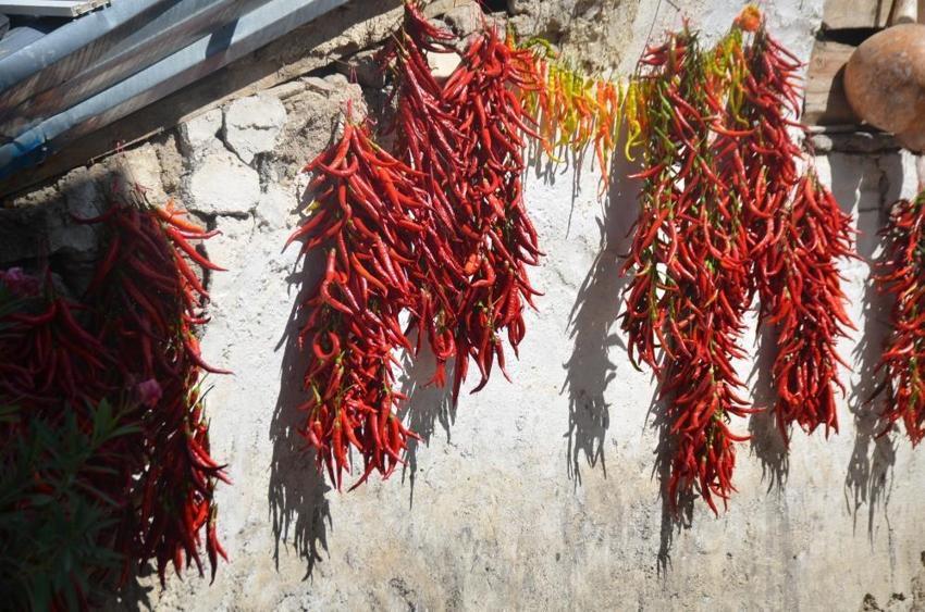 Yunanistan'dan getirdiler, Bilecik'in 'kırmızı altın'ı oldu! Balkonlardan taştı, 81 ile kapış kapış gidiyor