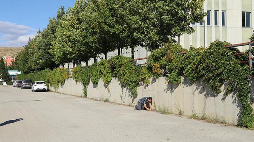 Denizden kilometrelerce uzakta Çankırı'da bulundu! Bilim insanları şaşkın