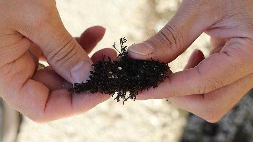 Denizden kilometrelerce uzakta Çankırı'da bulundu! Bilim insanları şaşkın