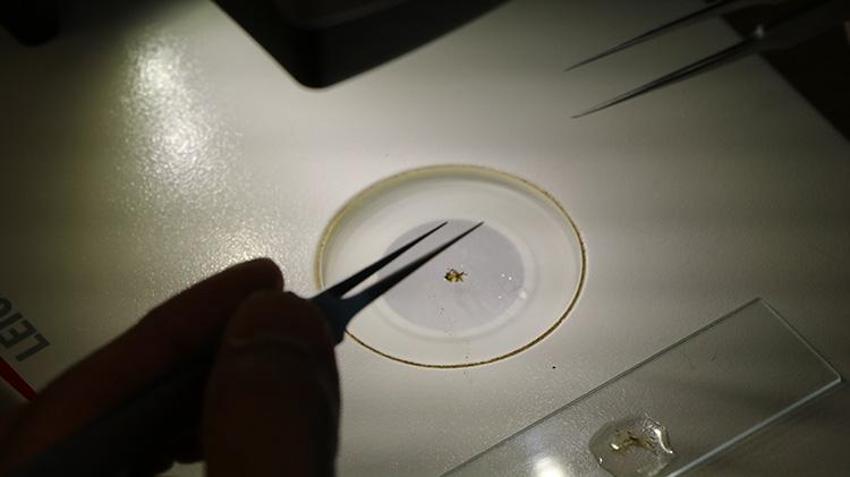 Denizden kilometrelerce uzakta Çankırı'da bulundu! Bilim insanları şaşkın