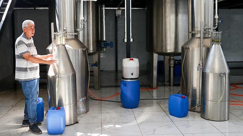 Konya'da boş arsaya ekti, çuval çuval topluyor! 100 tonluk hasat zengin edecek, kilosu 2.500 lira