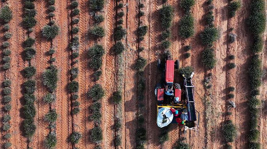Konya'da boş arsaya ekti, çuval çuval topluyor! 100 tonluk hasat zengin edecek, kilosu 2.500 lira