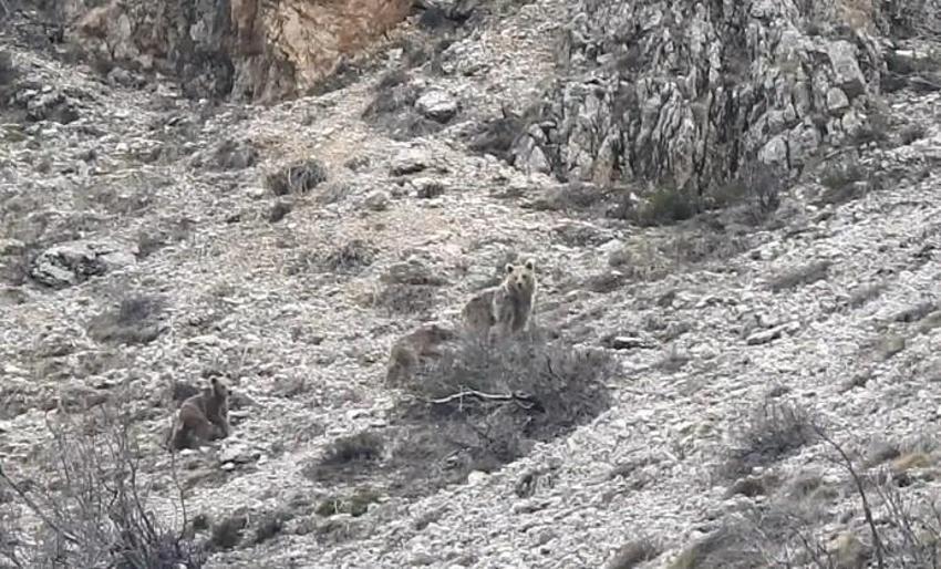 Erzincan'da köye musallat oldular! Korkudan evden çıkamıyorlar: Can güvenliğimiz yok