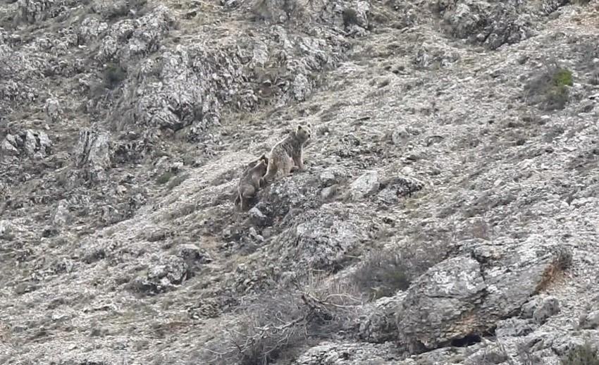 Erzincan'da köye musallat oldular! Korkudan evden çıkamıyorlar: Can güvenliğimiz yok