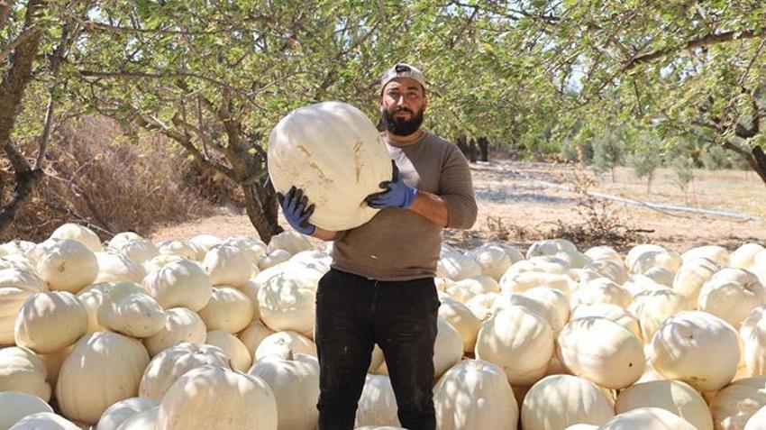 Hatay'ın tescilli dev kabakları hasat ediliyor! 65 yılın en kurak yılında rekolte düşse de fiyatlar sevindirdi