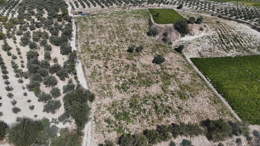 Hatay'ın tescilli dev kabakları hasat ediliyor! 65 yılın en kurak yılında rekolte düşse de fiyatlar sevindirdi