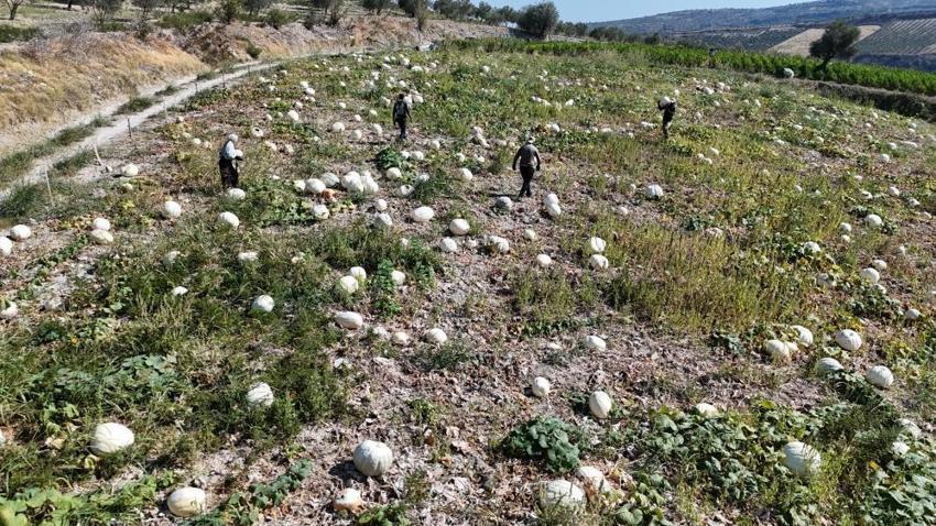 Hatay'ın tescilli dev kabakları hasat ediliyor! 65 yılın en kurak yılında rekolte düşse de fiyatlar sevindirdi