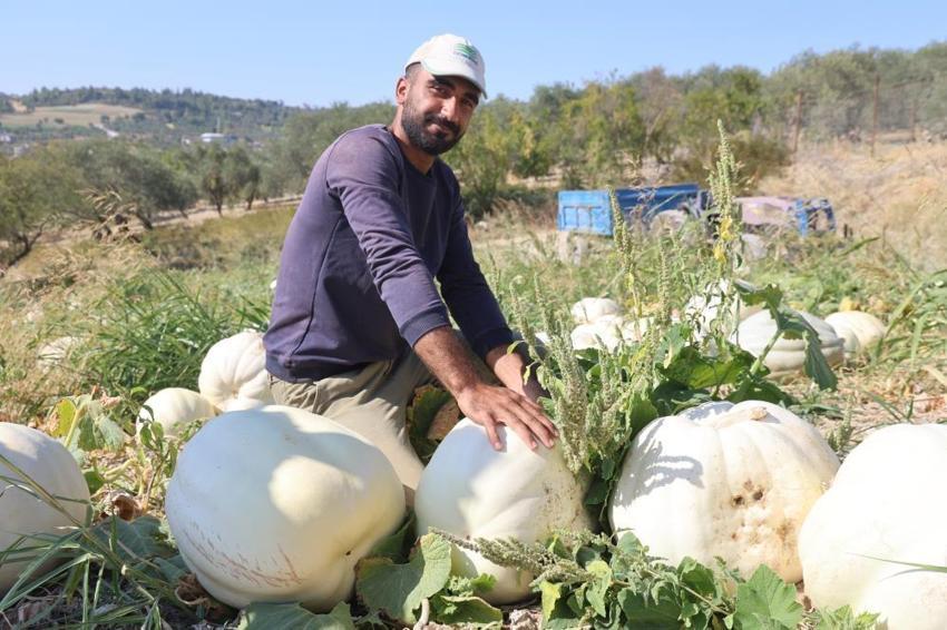Hatay'ın tescilli dev kabakları hasat ediliyor! 65 yılın en kurak yılında rekolte düşse de fiyatlar sevindirdi