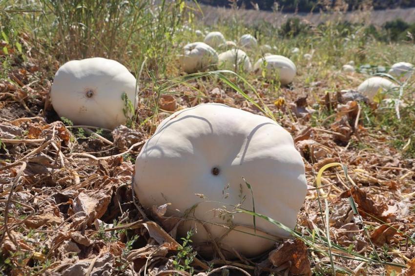 Hatay'ın tescilli dev kabakları hasat ediliyor! 65 yılın en kurak yılında rekolte düşse de fiyatlar sevindirdi