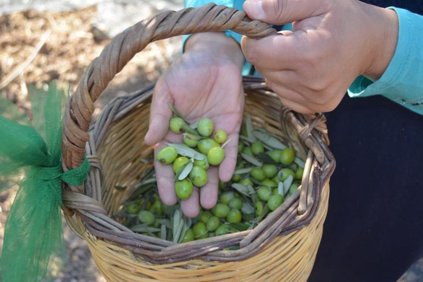 Türkiye'nin zeytin cennetinde hasat başladı: 200 bin ton rekolte bekleniyor