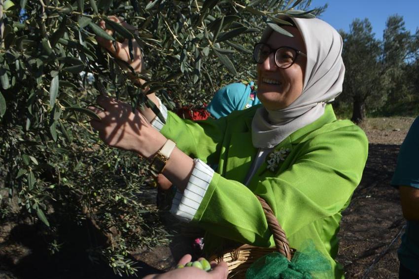 Türkiye'nin zeytin cennetinde hasat başladı: 200 bin ton rekolte bekleniyor