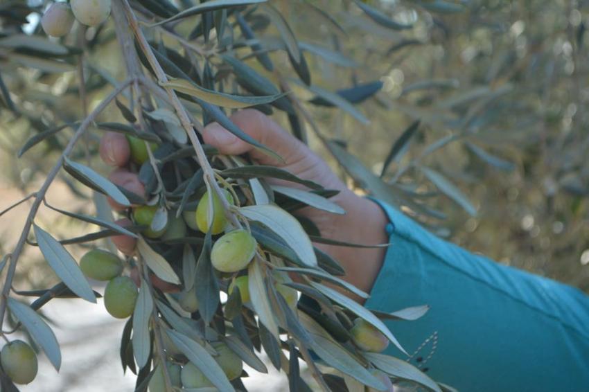 Türkiye'nin zeytin cennetinde hasat başladı: 200 bin ton rekolte bekleniyor