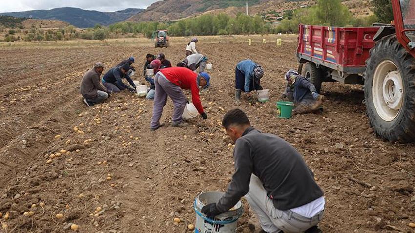 Çankırı'da hasat başladı! Deneme amaçlı ektiler, ilk ürünlerini aldılar!